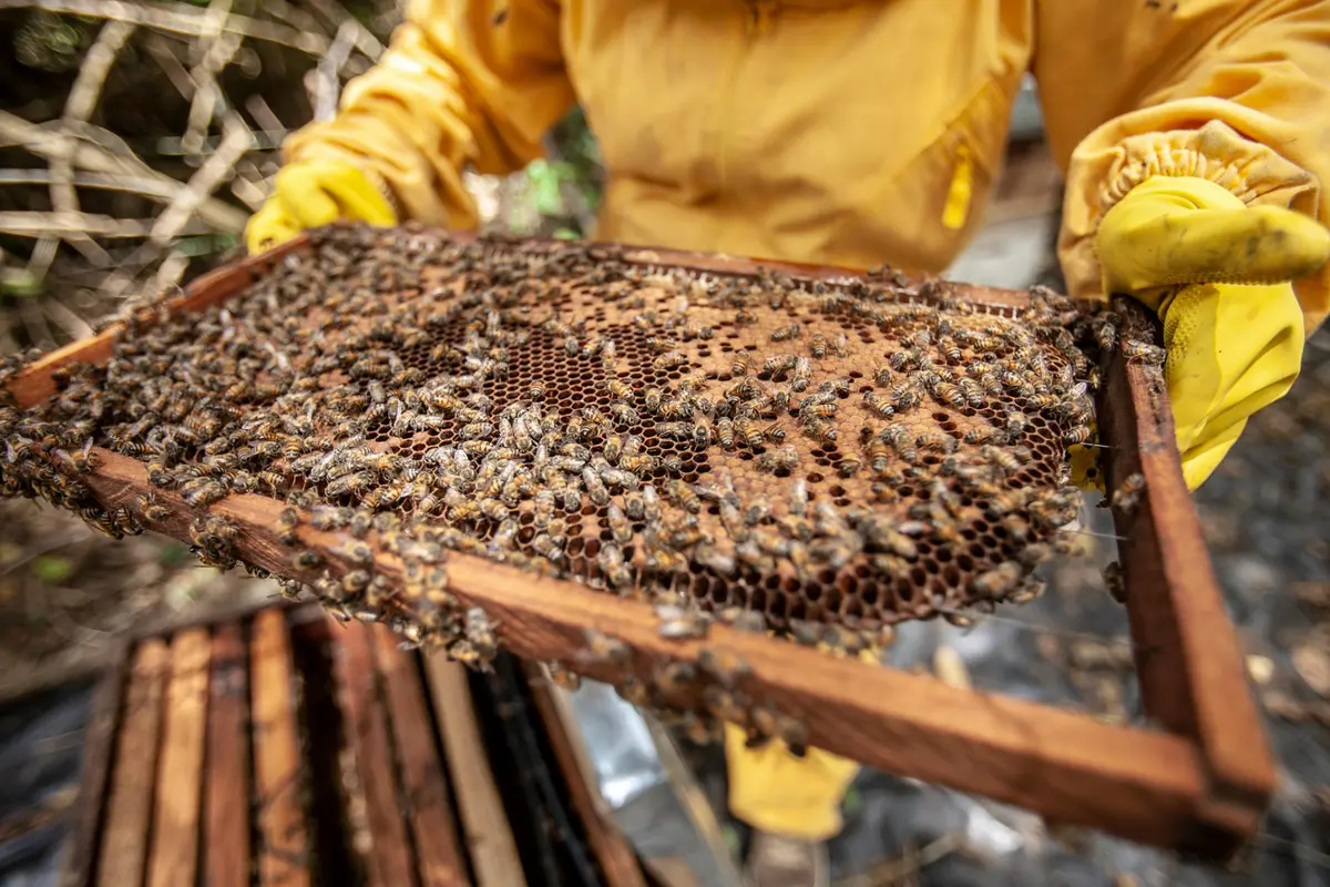 Beekeeper holding a frame from a beehive