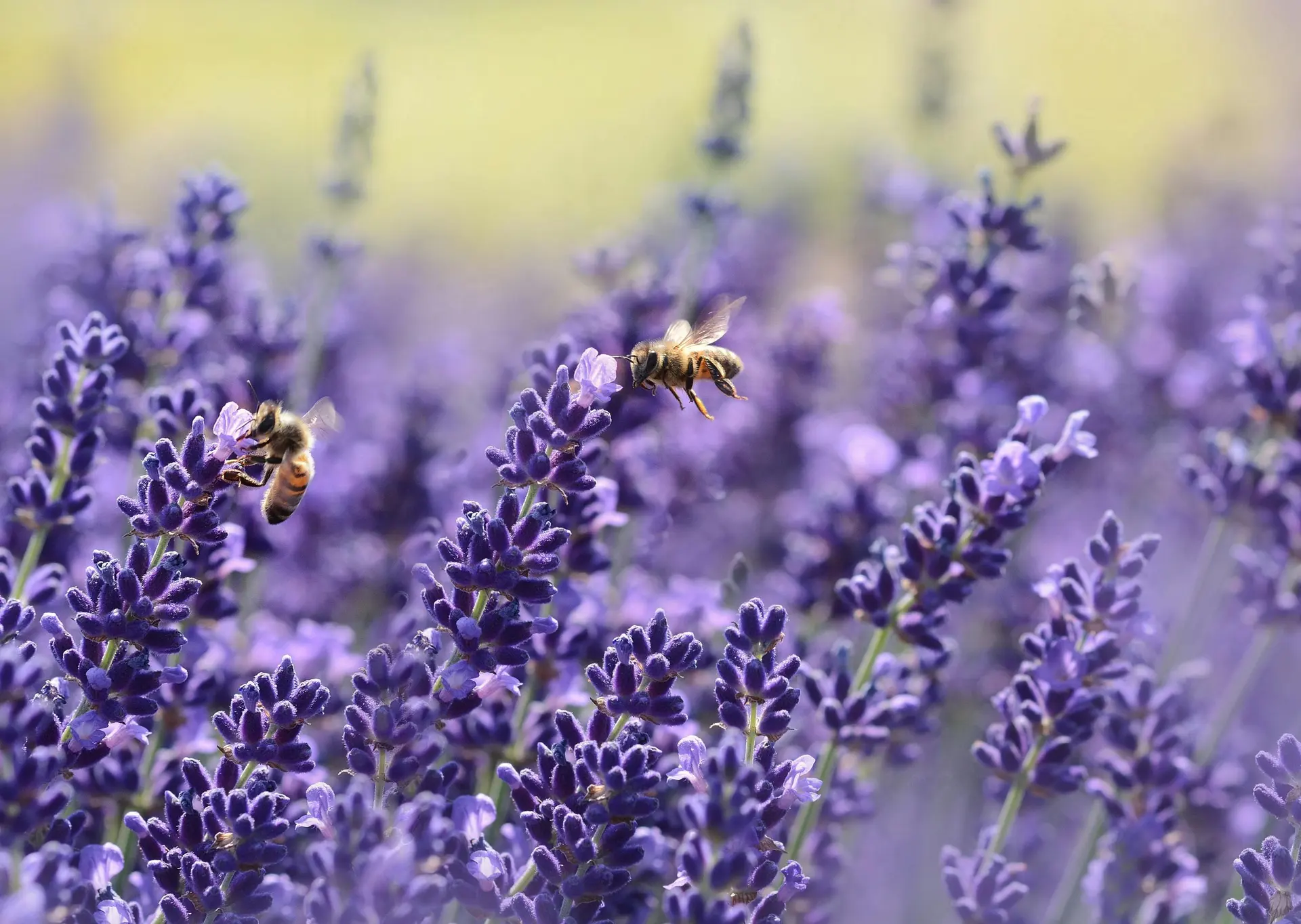 Bees foraging on flowering plants