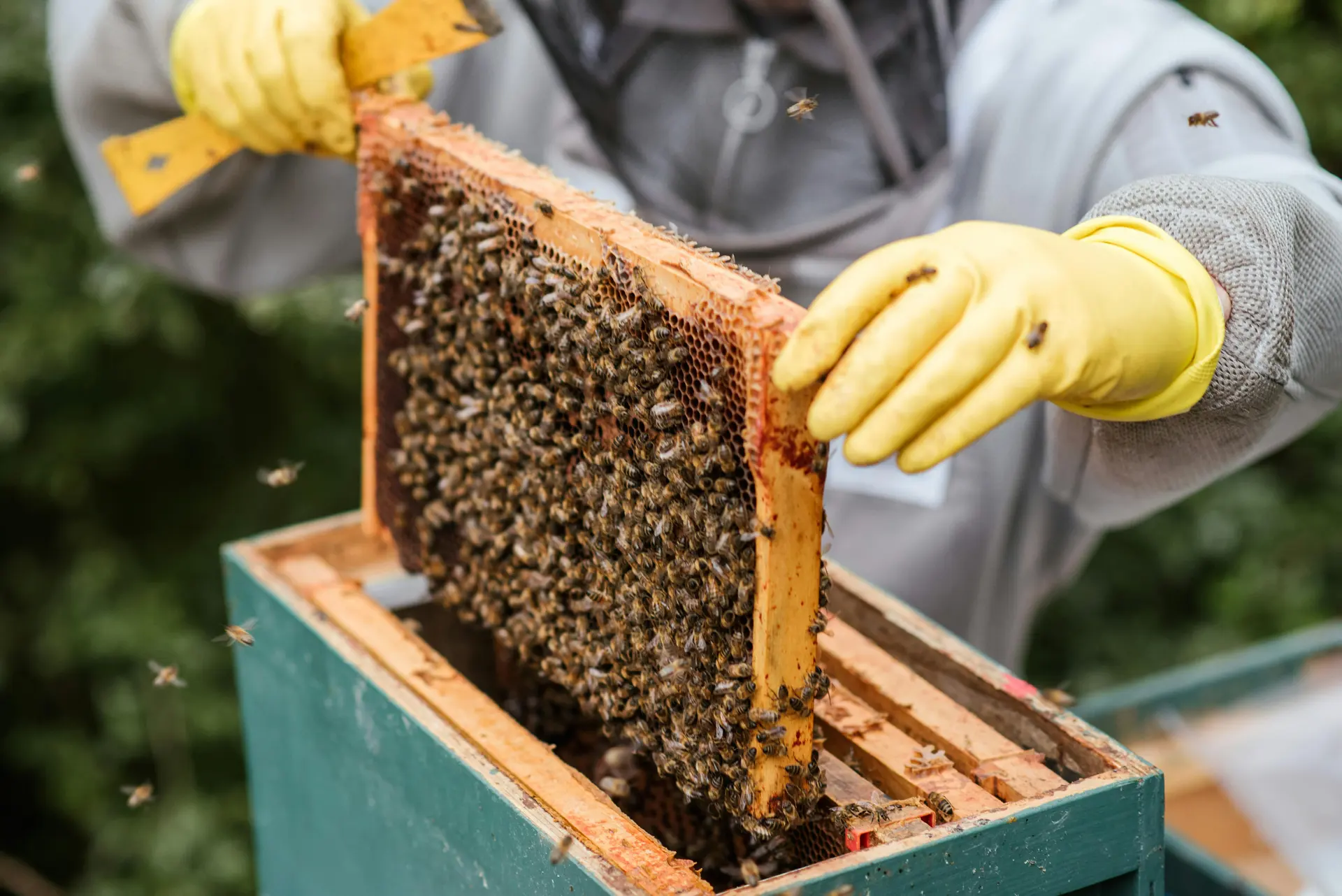 Beekeeper inspecting a frame of honeycomb during a hive check