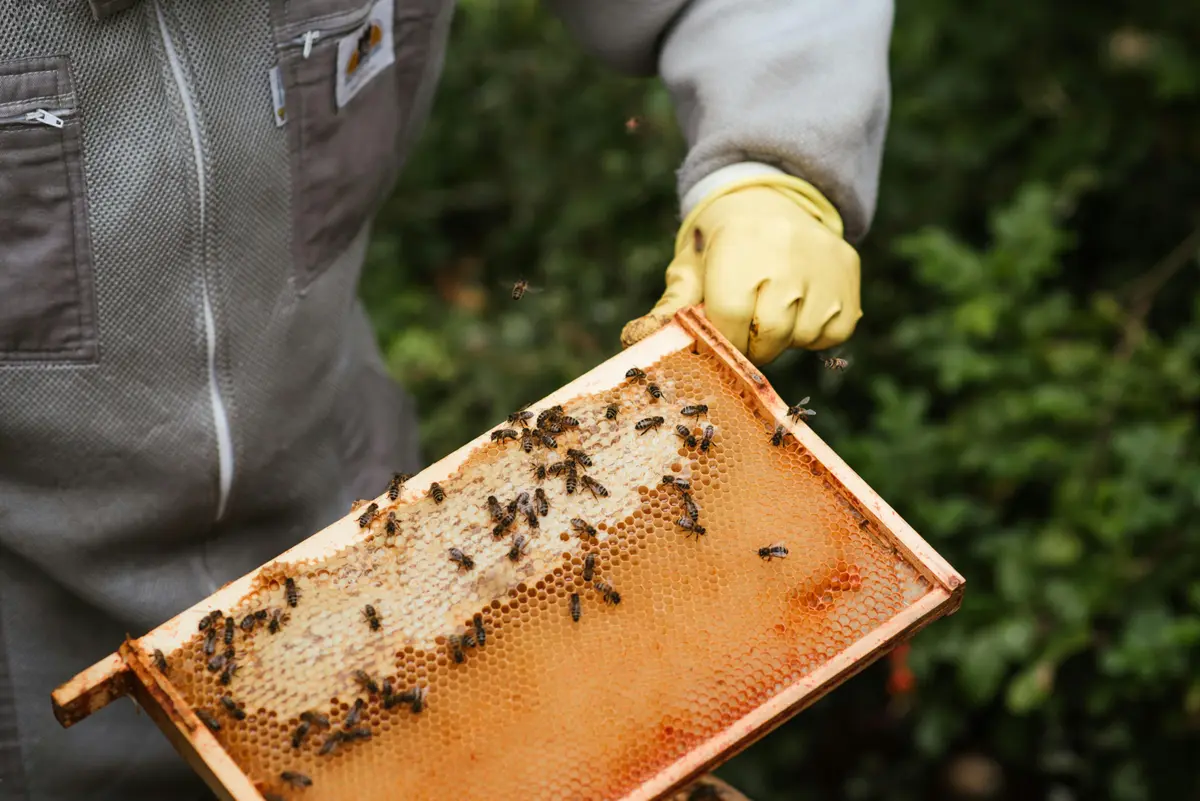 Beekeeper inspecting a hive frame in the field