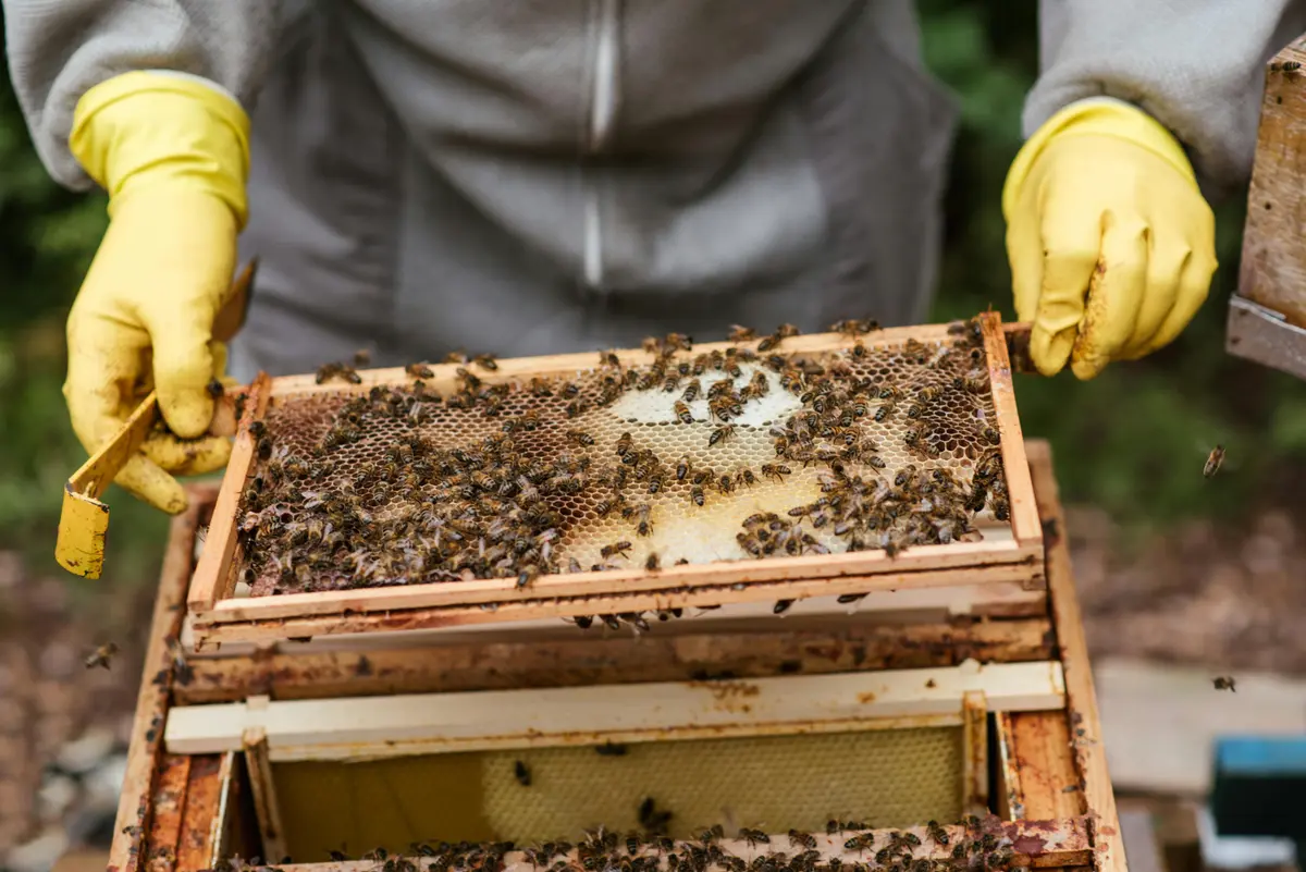Beekeeper extracting honey from a hive frame