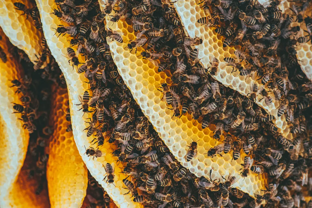 Bees on raw honeycomb